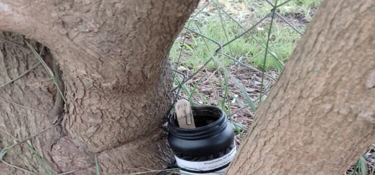 En Pueblo Belgrano se realizará un control y monitoreo del mosquito transmisor del dengue