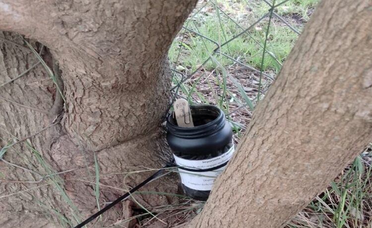 En Pueblo Belgrano se realizará un control y monitoreo del mosquito transmisor del dengue