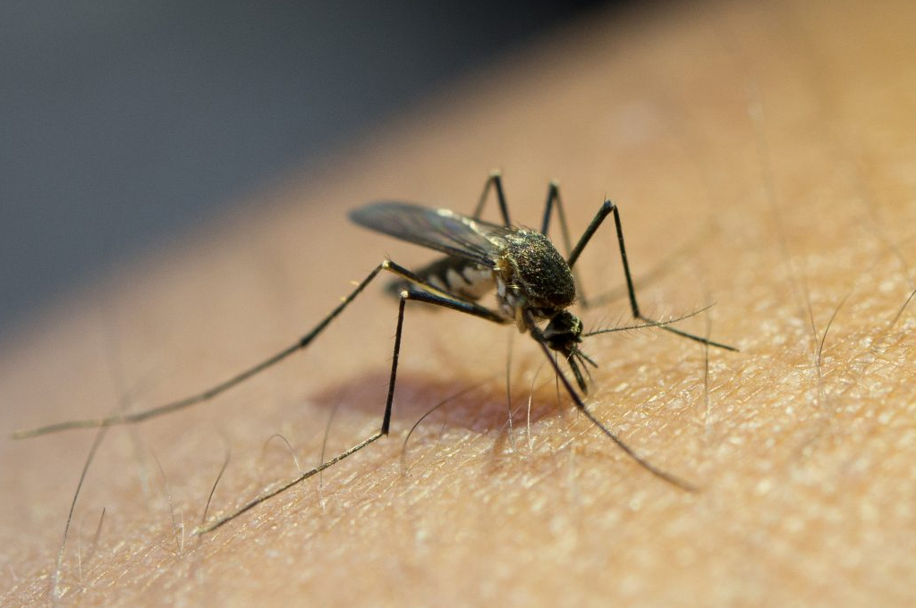 Uruguay confirmó “circulación viral” de dengue y se prepara “para lo peor”