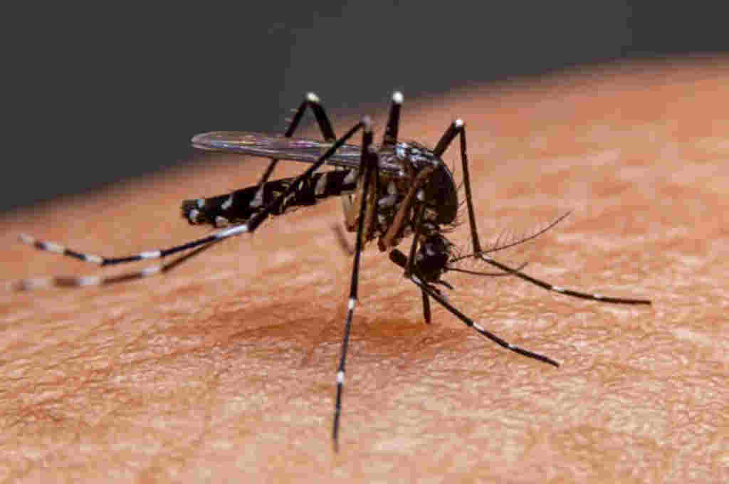 Uruguay superó los 150 casos de dengue, tras sumar 10 nuevos contagios