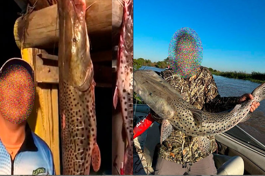 Se filmó con 15 surubíes: confirman que ocurrió en Entre Ríos y otros detalles