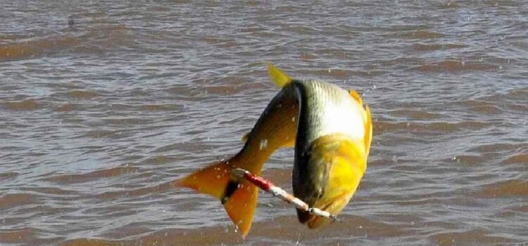 Desde CARU recordaron que rige la veda para la pesca del Dorado