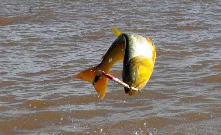 Desde CARU recordaron que rige la veda para la pesca del Dorado