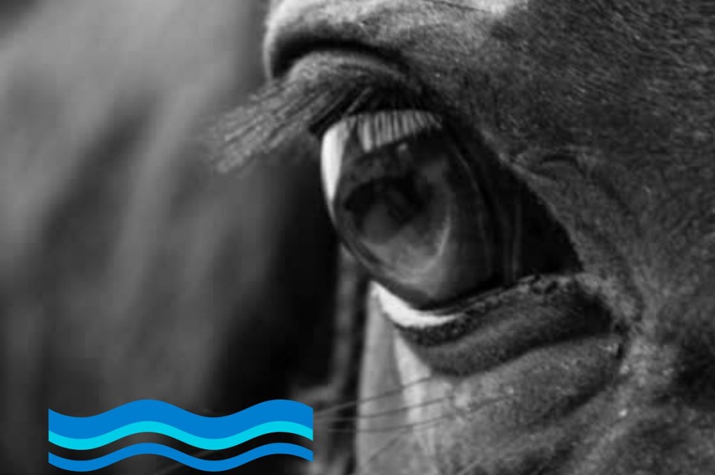 Encefalomielitis equina en Gualeguaychú: información de interés desde la Facultad de Bromatología - UNER