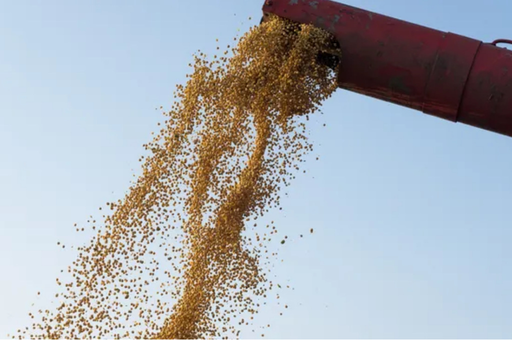 Malas noticias para soja: baja la cosecha en Brasil y se derrumban los precios en Uruguay