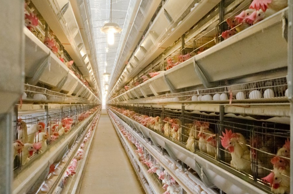 Importante aumento del consumo de huevos en Argentina durante 2023