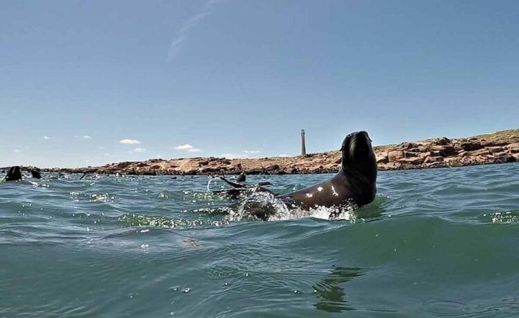 Antía enojado por protección ambiental a Isla de Lobos: Quería explotarla turísticamente