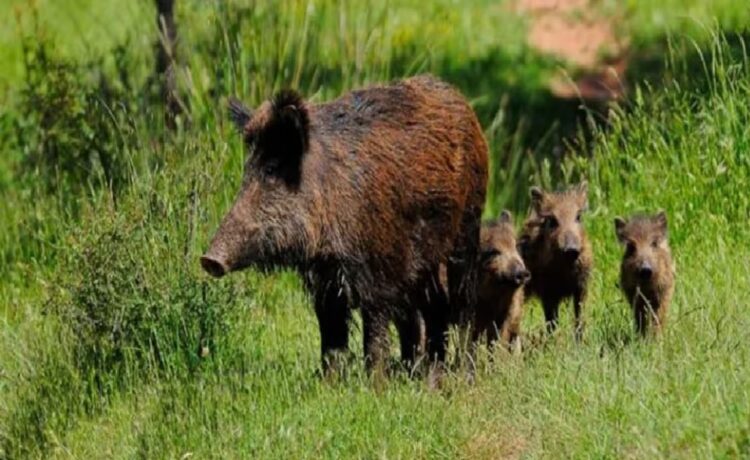Para una ONG, es falso el video sobre una invasión de ciervos y jabalíes en Entre Ríos