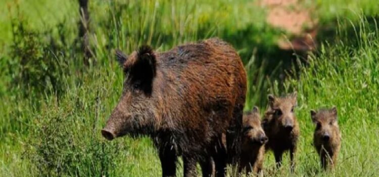 Uruguay autorizó la caza de jabalíes y ciervos axis por las noches