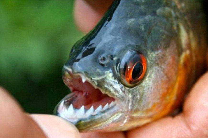 Volvieron las “palometas”. Divisaron cardúmenes en zona del Perilago.