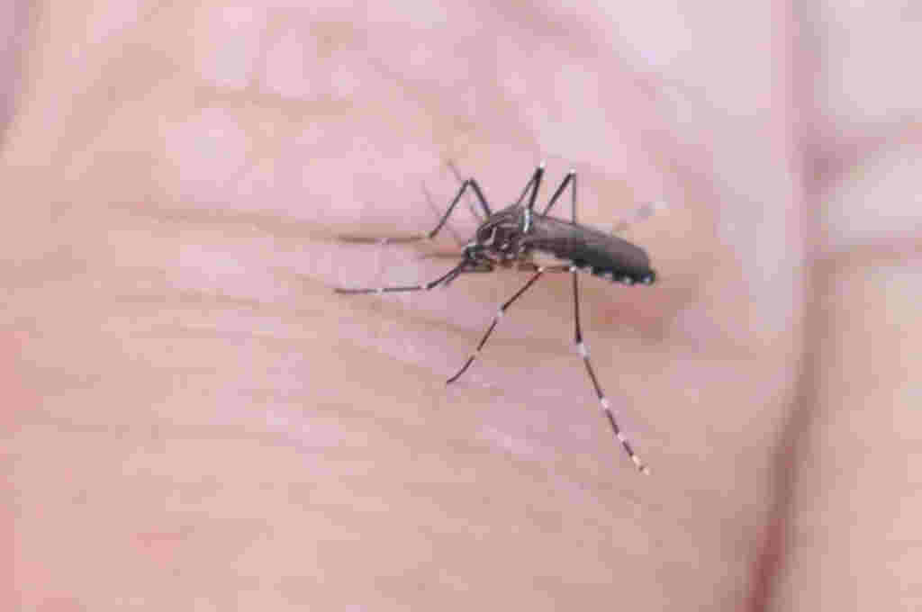 Aumentó el número de casos de contagiados con dengue en Salto
