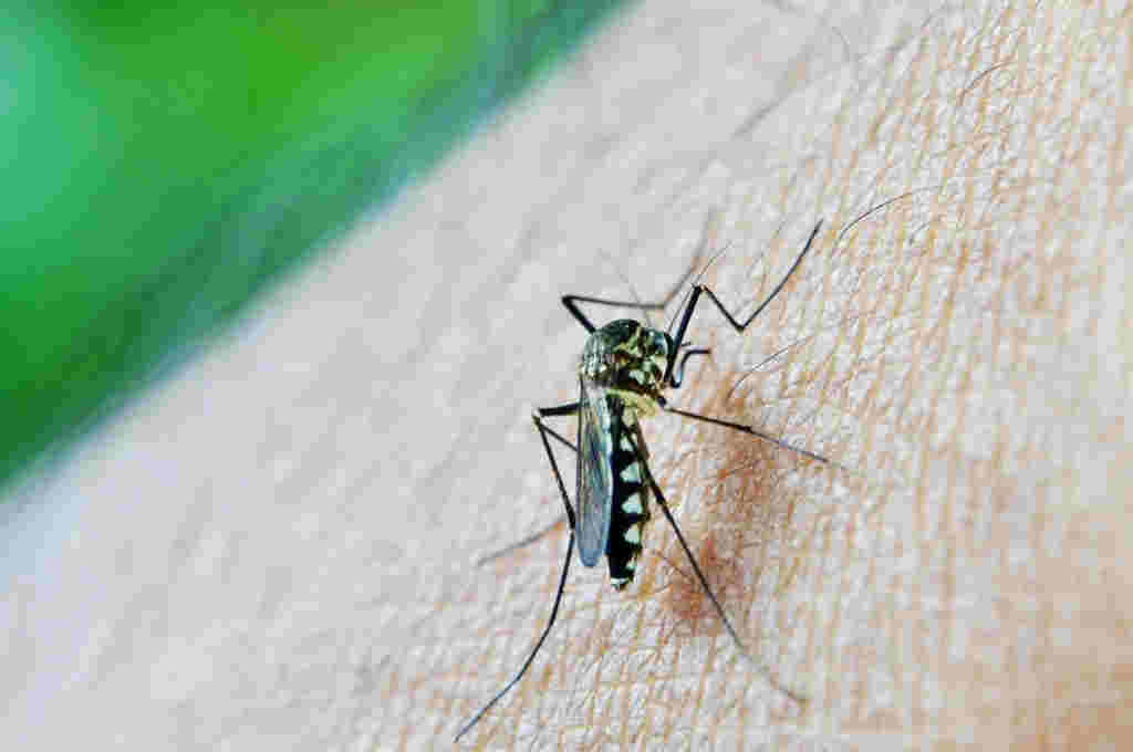 Se triplicaron los casos de dengue en Uruguay en 20 días