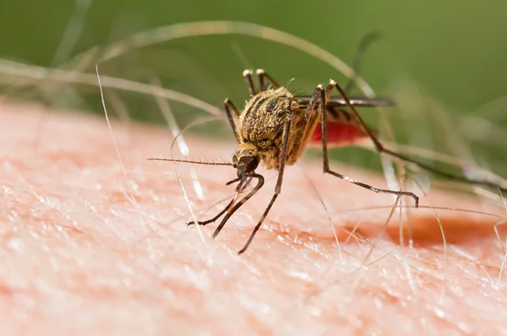 Un estadounidense que estaba de visita en Argentina murió por malaria