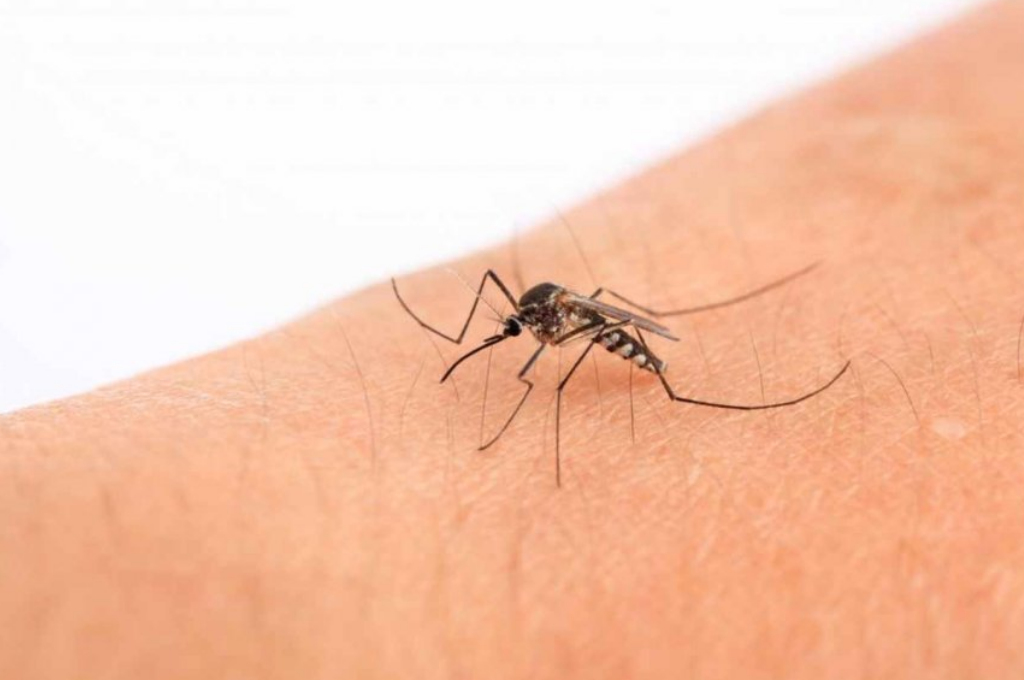 Entre confirmados y sospechosos, Entre Ríos tiene mil casos de dengue