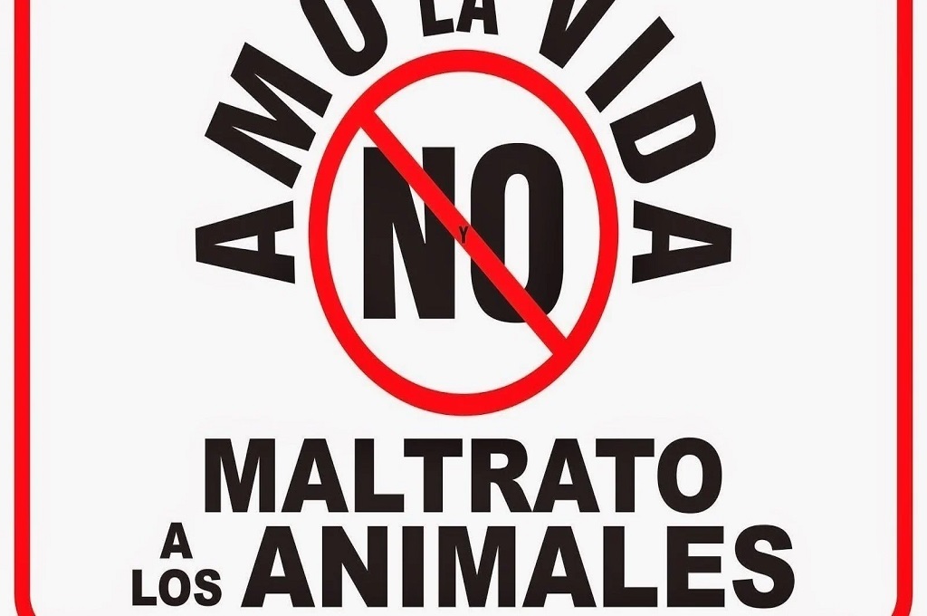 ¿Maltrato animal?: Herido tras presuntas carreras clandestinas, un caballo fue “puesto a dormir”