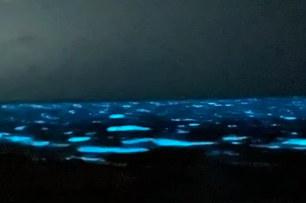 Olas fluorescentes: el origen del fenómeno nocturno que alertó y cautivó a los turistas en una playa uruguaya