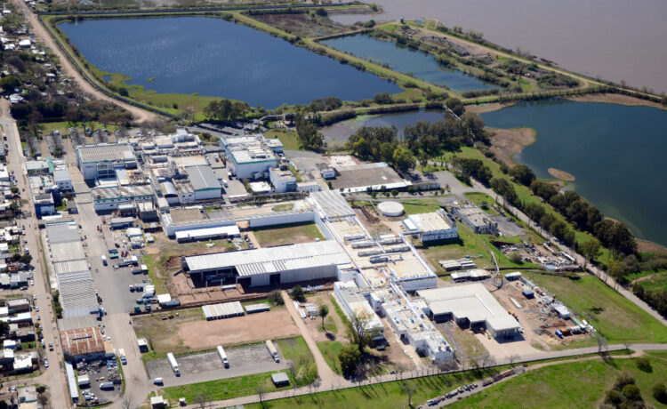 Paladini ya puede exportar carne de cerdo a Uruguay