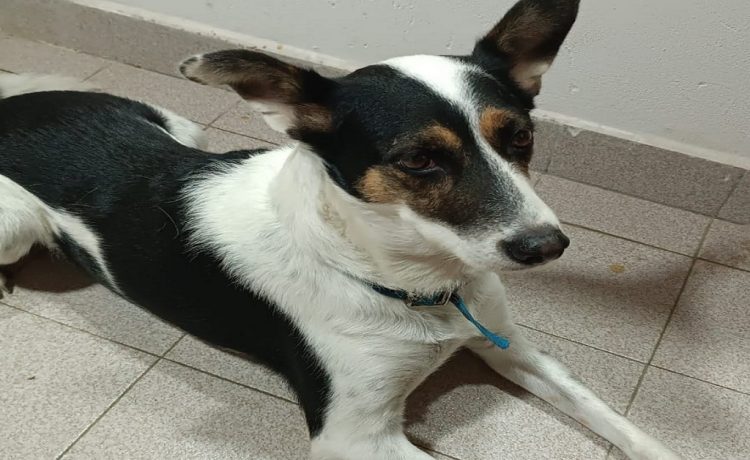 Recomendaciones para el cuidado de las mascotas ante las altas temperaturas