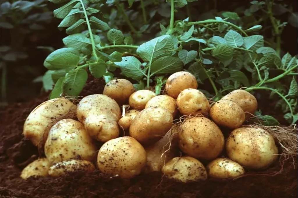 La producción de papa cayó un 44% en Uruguay