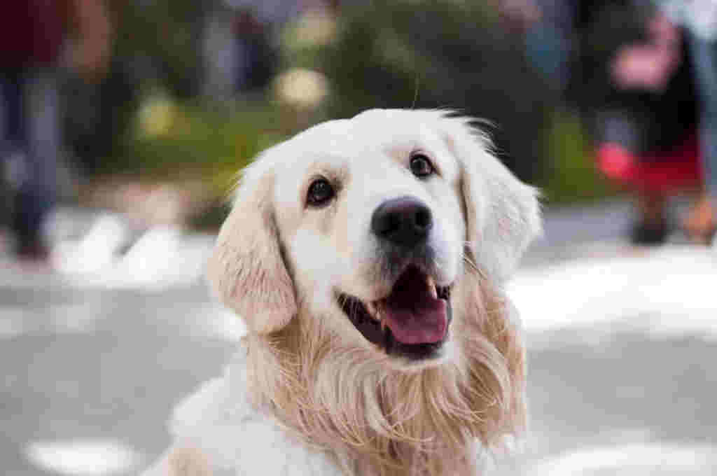 Uruguay impulsa una ley que anula la prohibición de mascotas en edificios