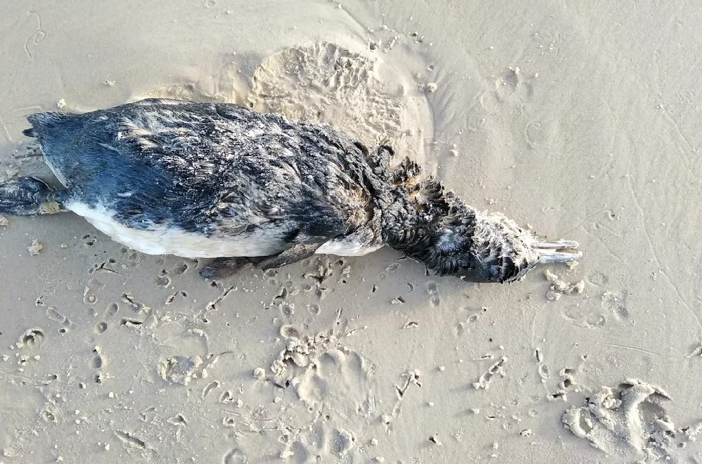 Más de 200 pingüinos aparecieron muertos en la costa uruguaya