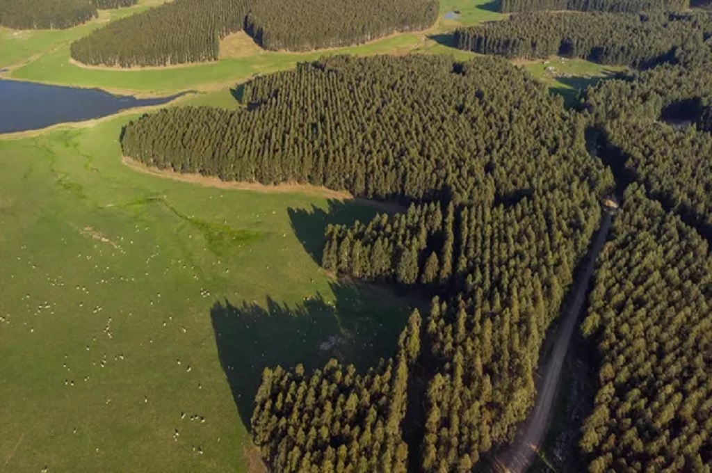 UPM 2: la Zona Franca Durazno impulsó las exportaciones de madera en junio