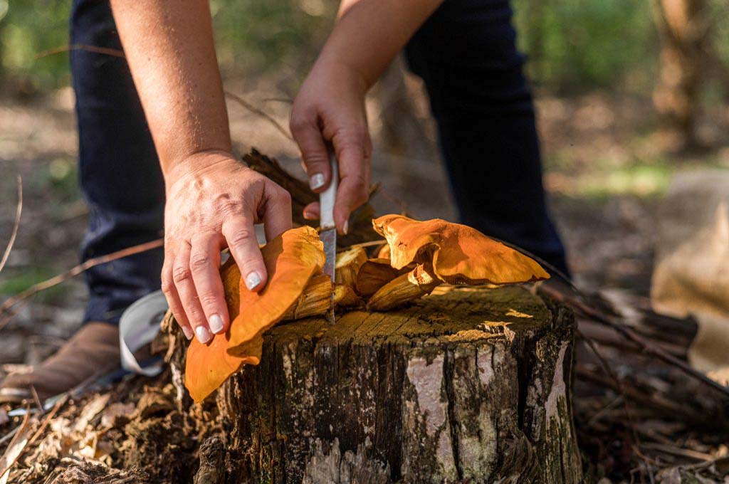 La Ruta del Hongo cobra impulso y se extiende a Río Negro