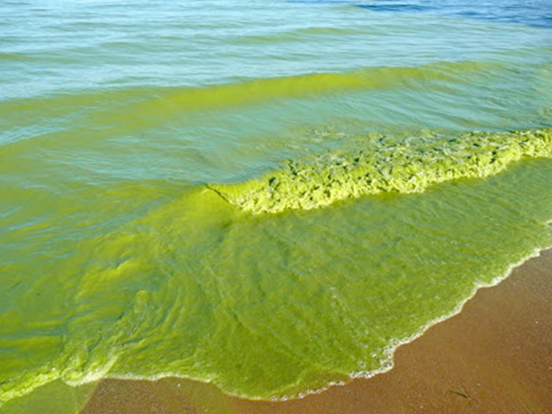 Advierten sobre floraciones de cianobacterias en playas de Rio Negro