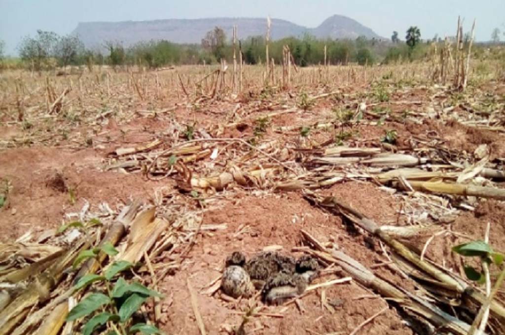 Los ruralistas pidieron extender un año la emergencia agrícola por la sequía