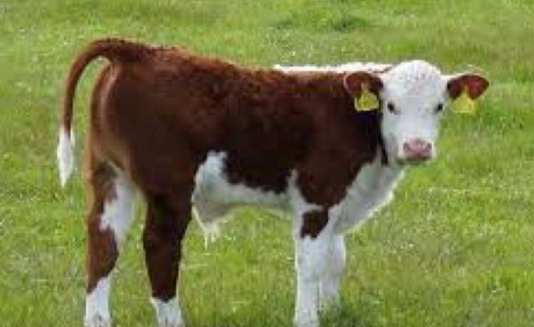 Novillo Mercosur: virtual empate entre la Argentina y Uruguay