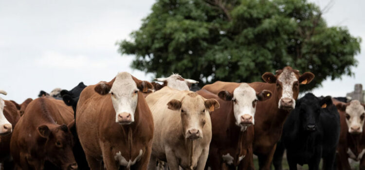 Dólares desaparecidos, vacas fantasmas y fraude en Uruguay