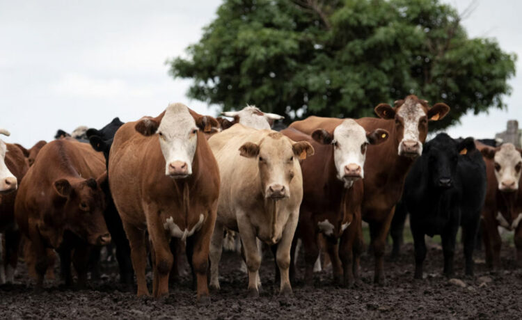 Dólares desaparecidos, vacas fantasmas y fraude en Uruguay