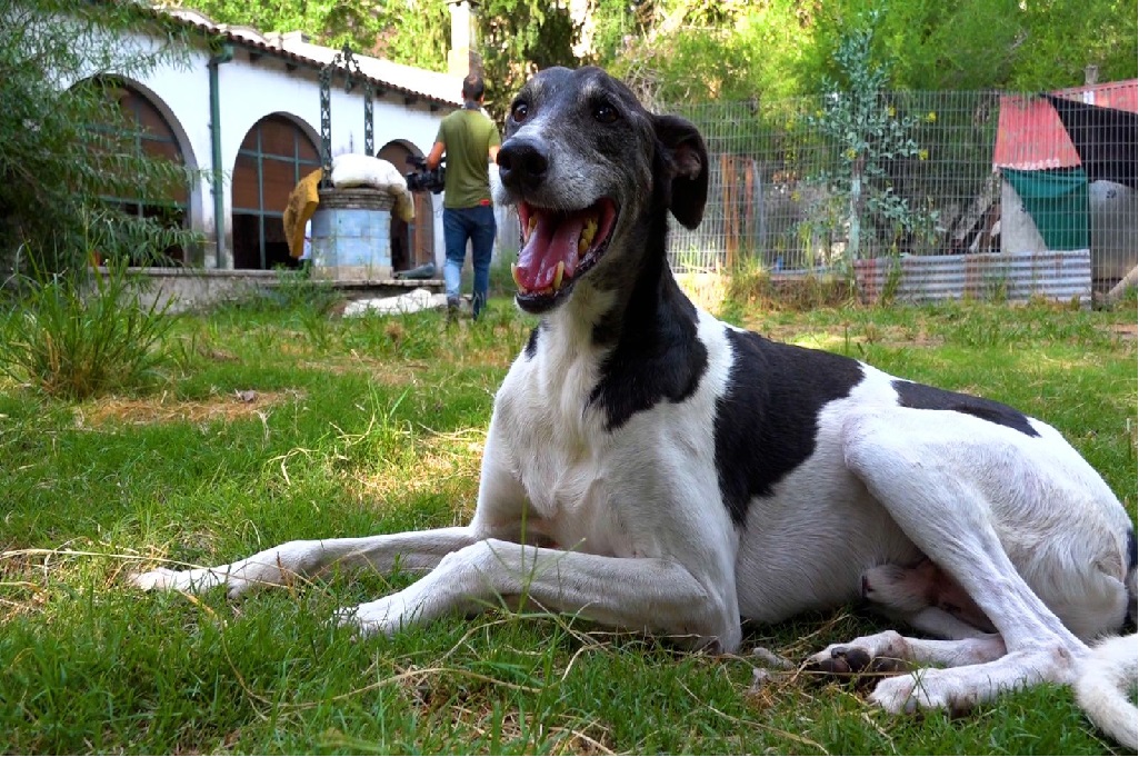 Medicina Veterinaria de la Facultad de Bromatología UNER realiza una acción de extensión en refugios de perros de Gualeguaychú