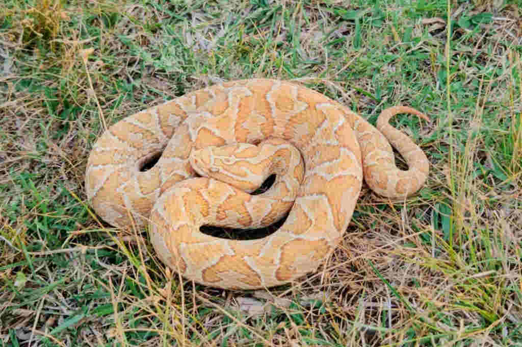 Encontraron en Uruguay una extraña serpiente y estudian si es albina
