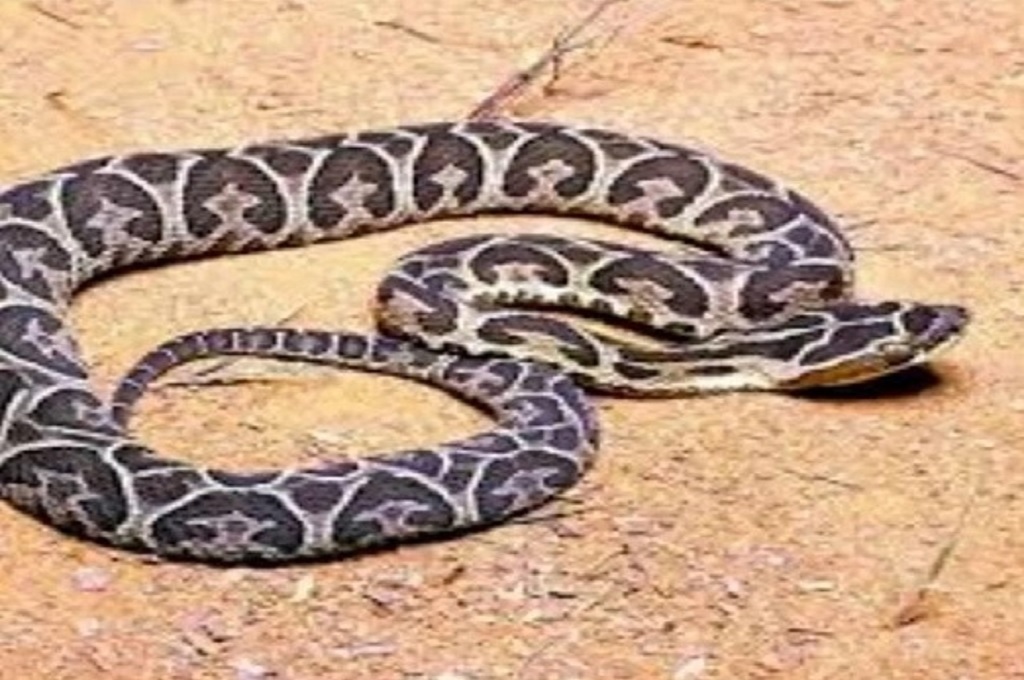 Alerta por yararás: con el calor y la crecida del río se registraron varios casos de mordeduras a animales